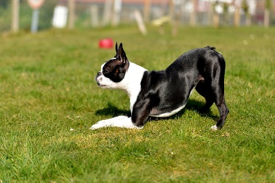 d'oclair des loups - Hina princesse de pays basque