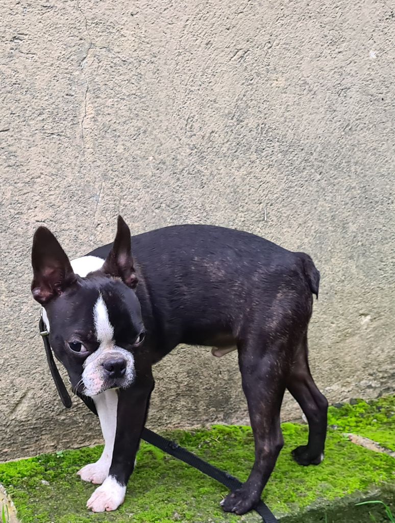 d'oclair des loups - Chiot disponible  - Boston Terrier