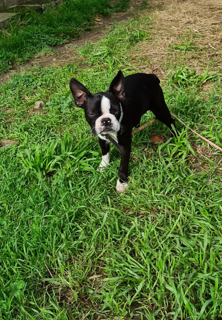 d'oclair des loups - Chiot disponible  - Boston Terrier