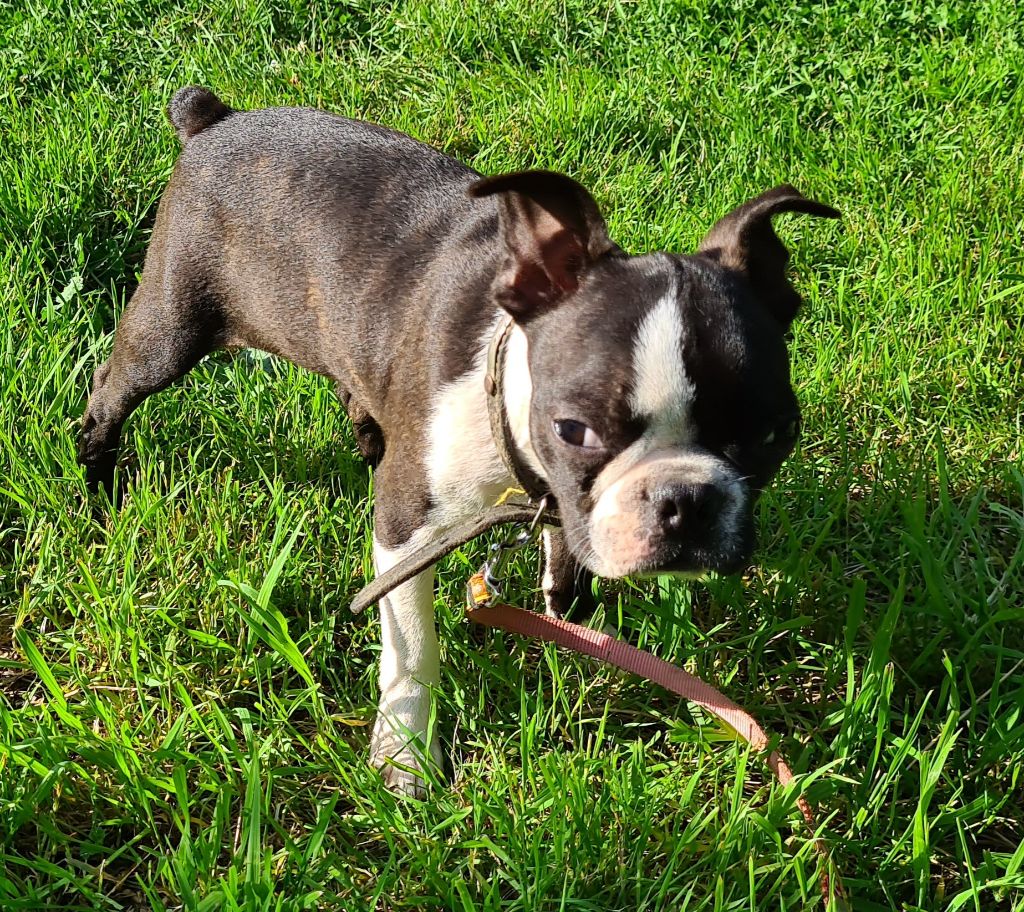 d'oclair des loups - Chiot disponible  - Boston Terrier