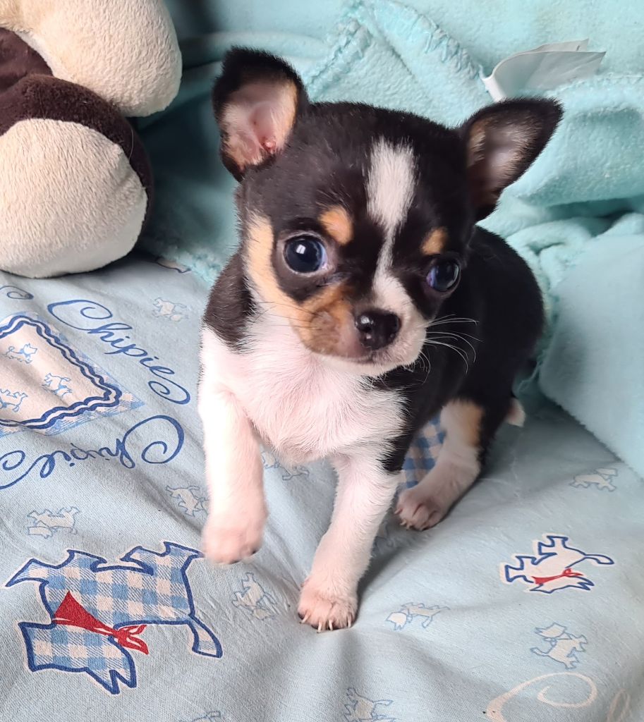 d'oclair des loups - Chiots disponibles - Chihuahua