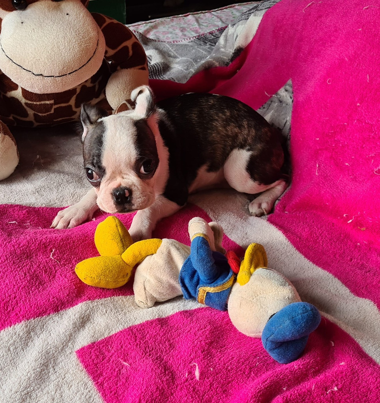 d'oclair des loups - Chiots disponibles - Boston Terrier