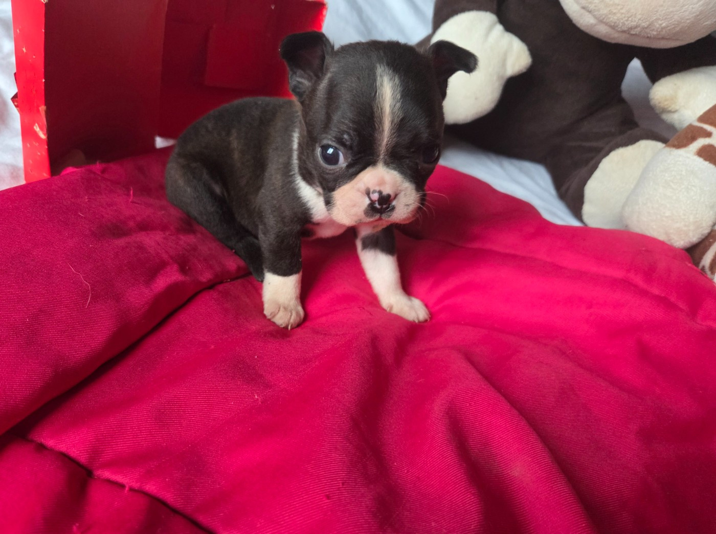 d'oclair des loups - Chiots disponibles - Boston Terrier