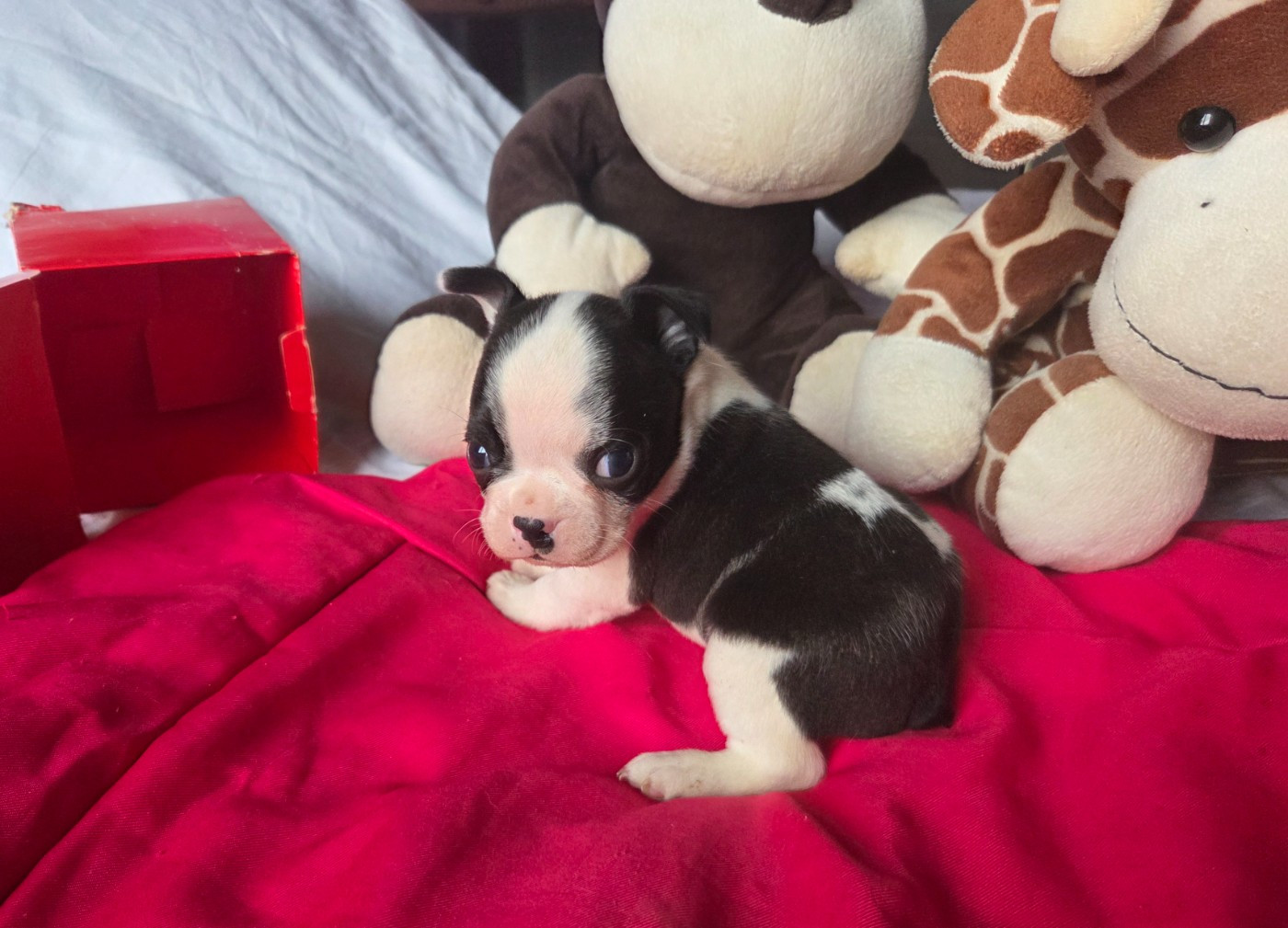 d'oclair des loups - Chiots disponibles - Boston Terrier