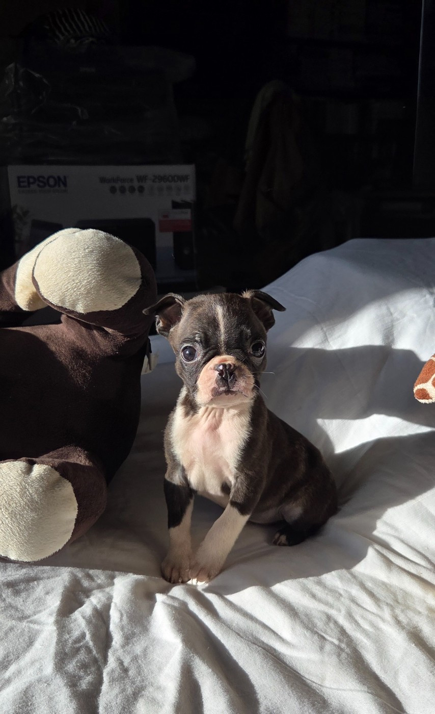 d'oclair des loups - Chiots disponibles - Boston Terrier