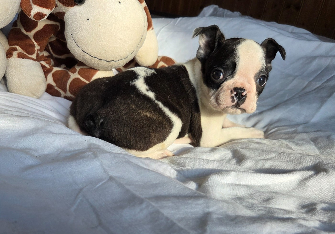 d'oclair des loups - Chiots disponibles - Boston Terrier