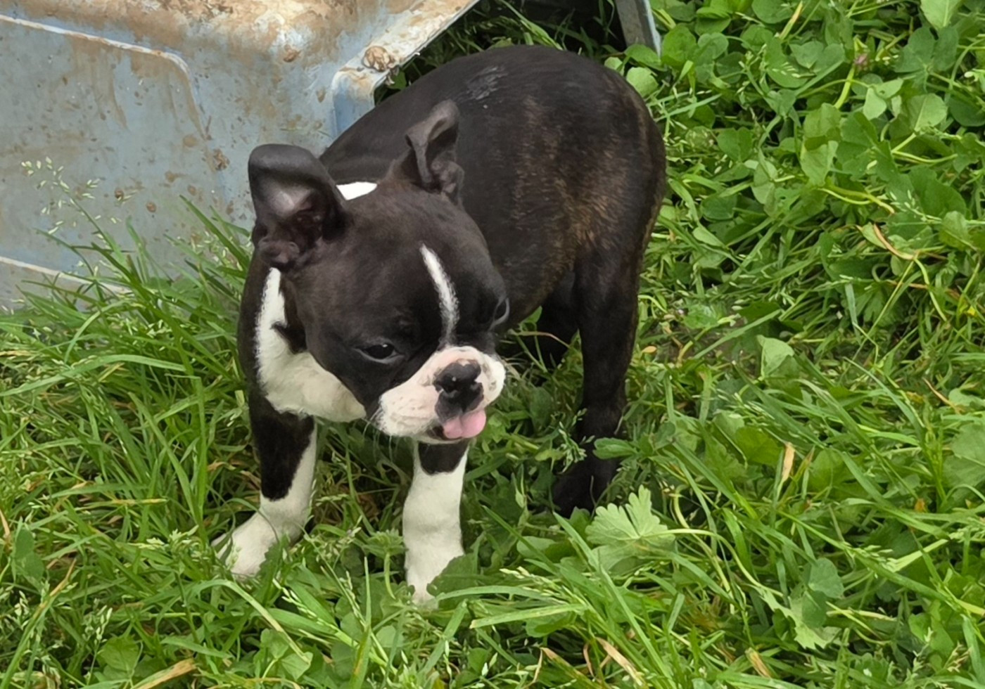 d'oclair des loups - Chiots disponibles - Boston Terrier