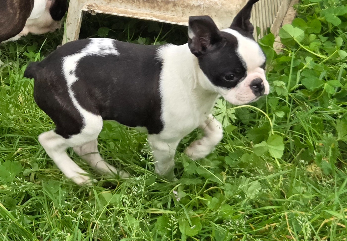 d'oclair des loups - Chiots disponibles - Boston Terrier