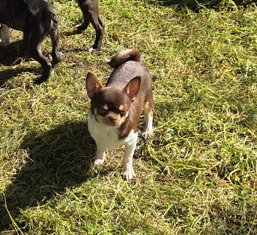 d'oclair des loups - Chiots disponibles - Chihuahua