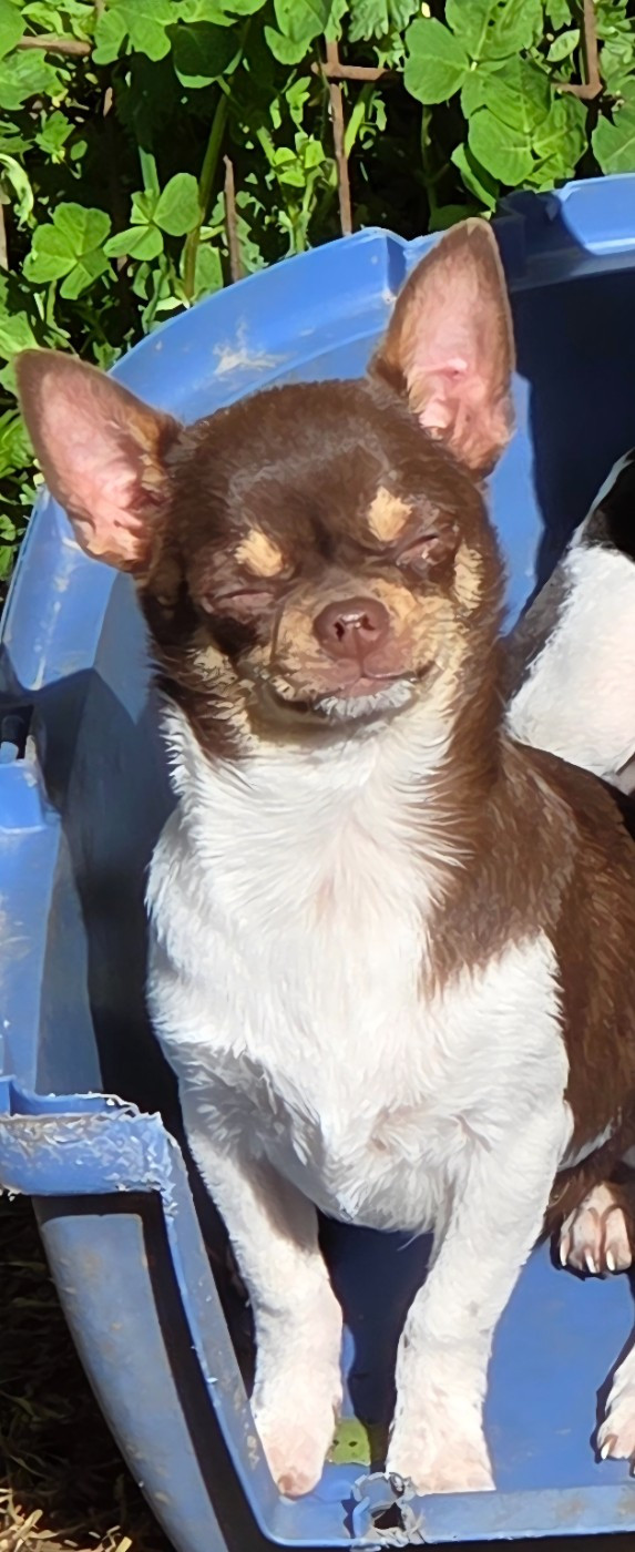 d'oclair des loups - Chiots disponibles - Chihuahua