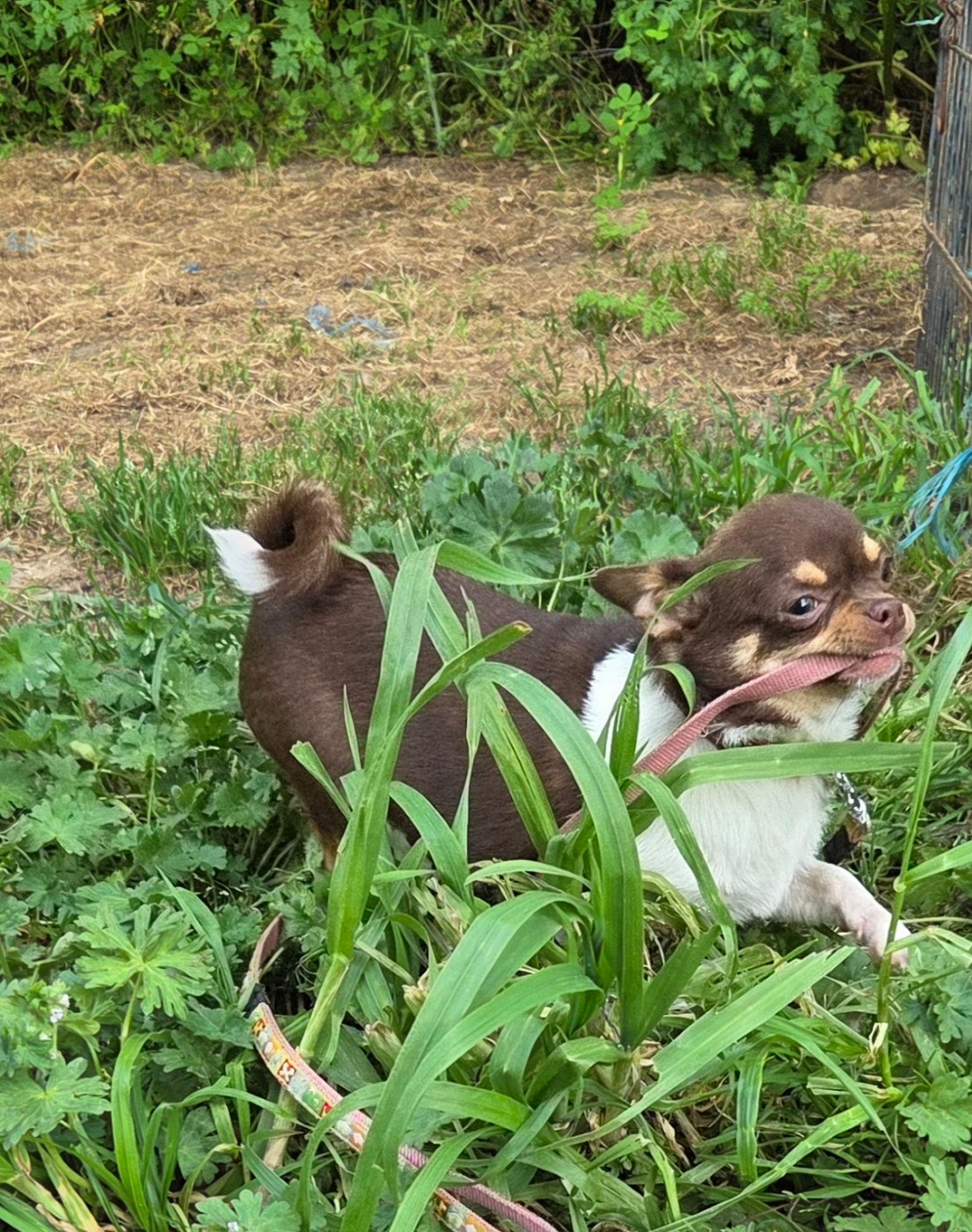 d'oclair des loups - Chiots disponibles - Chihuahua