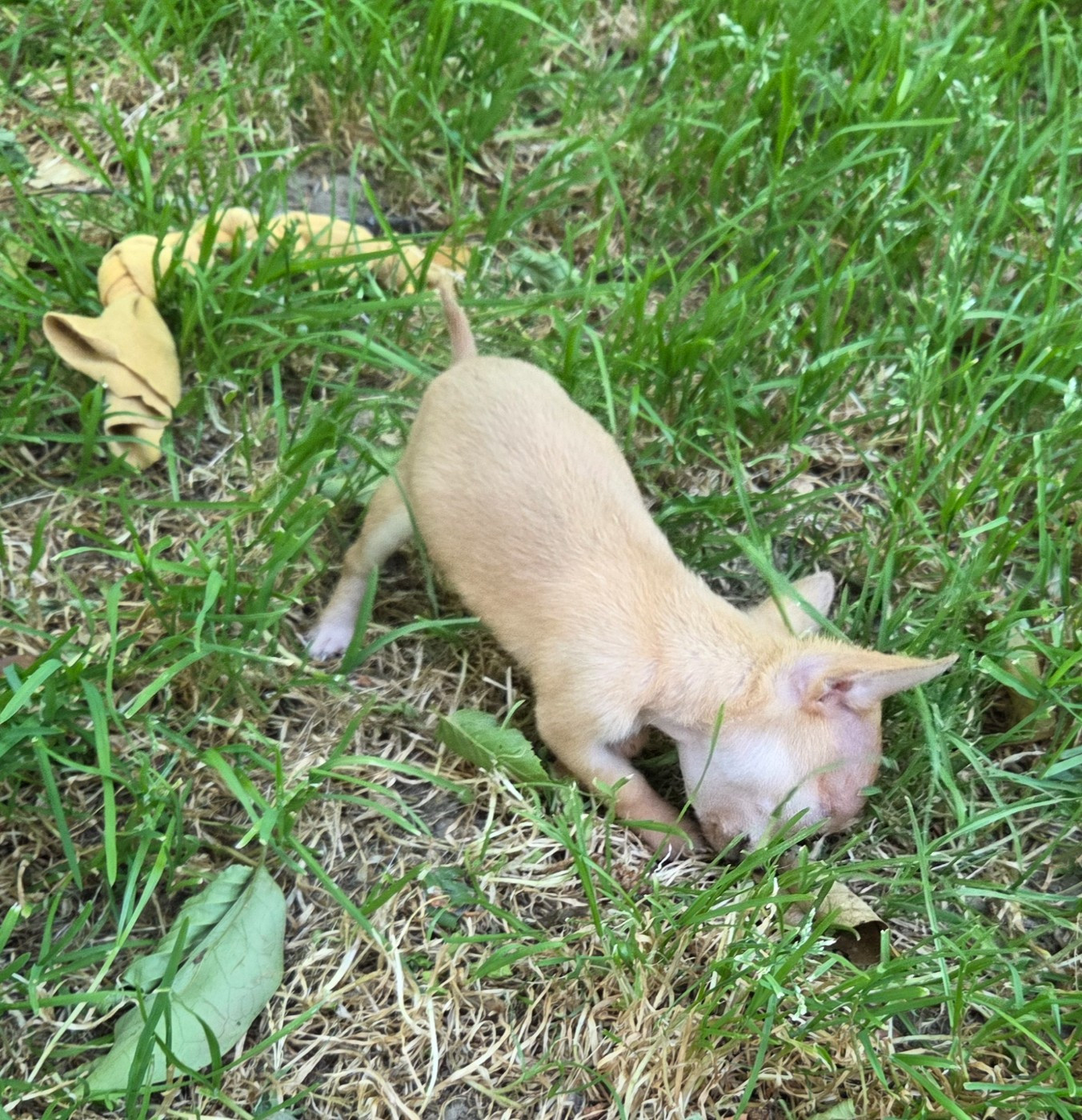 d'oclair des loups - Chiots disponibles - Chihuahua