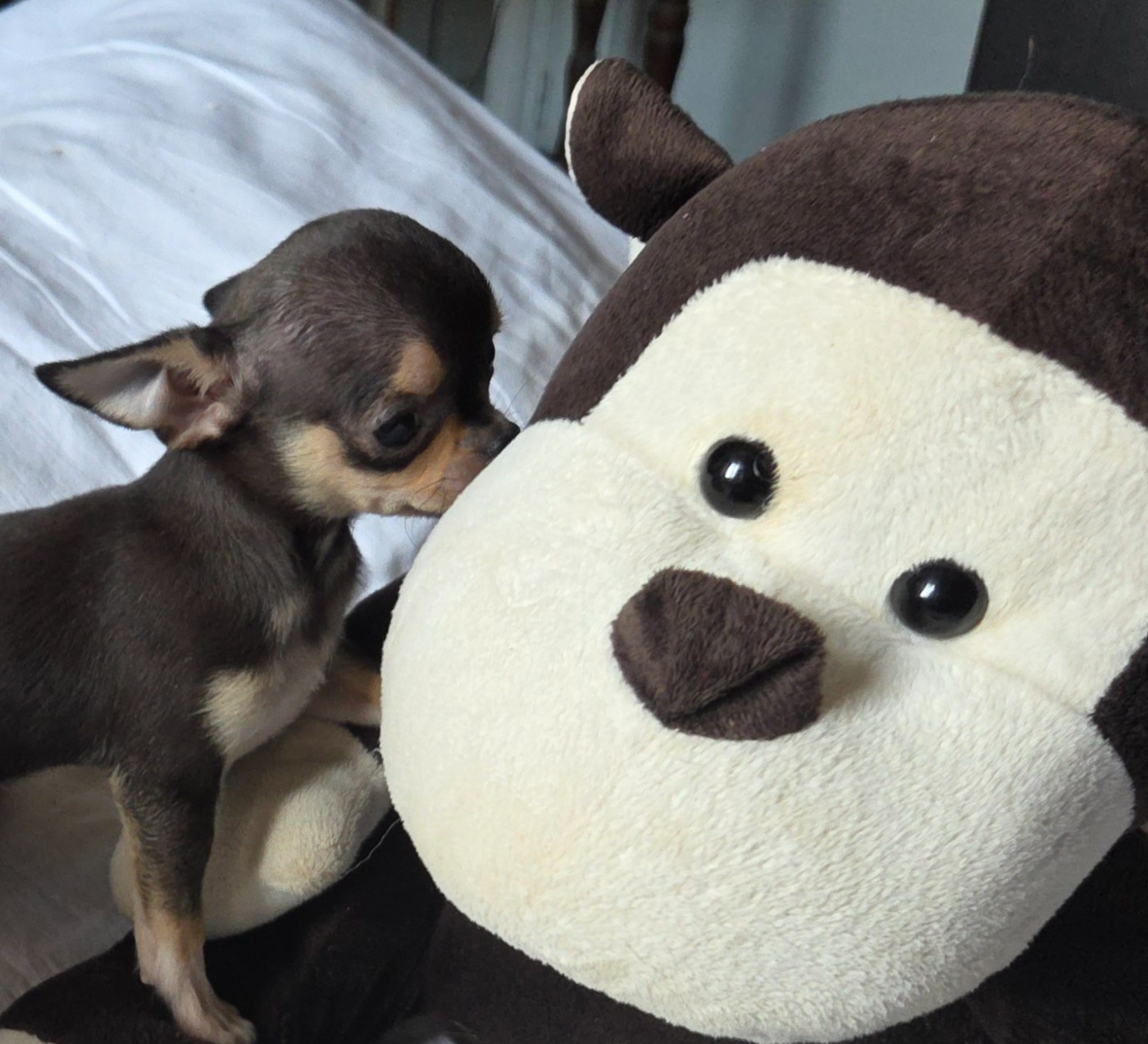 d'oclair des loups - Chiots disponibles - Chihuahua