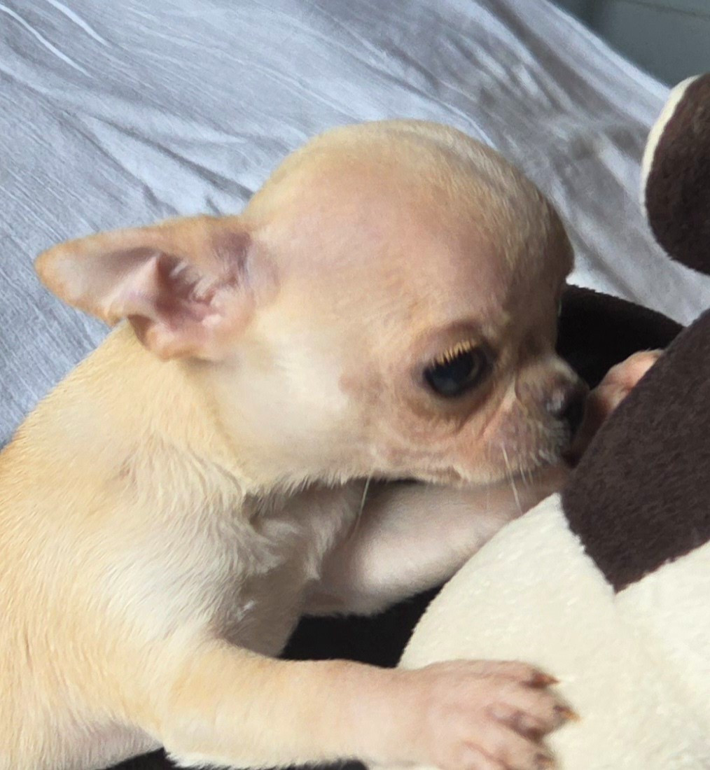 d'oclair des loups - Chiots disponibles - Chihuahua