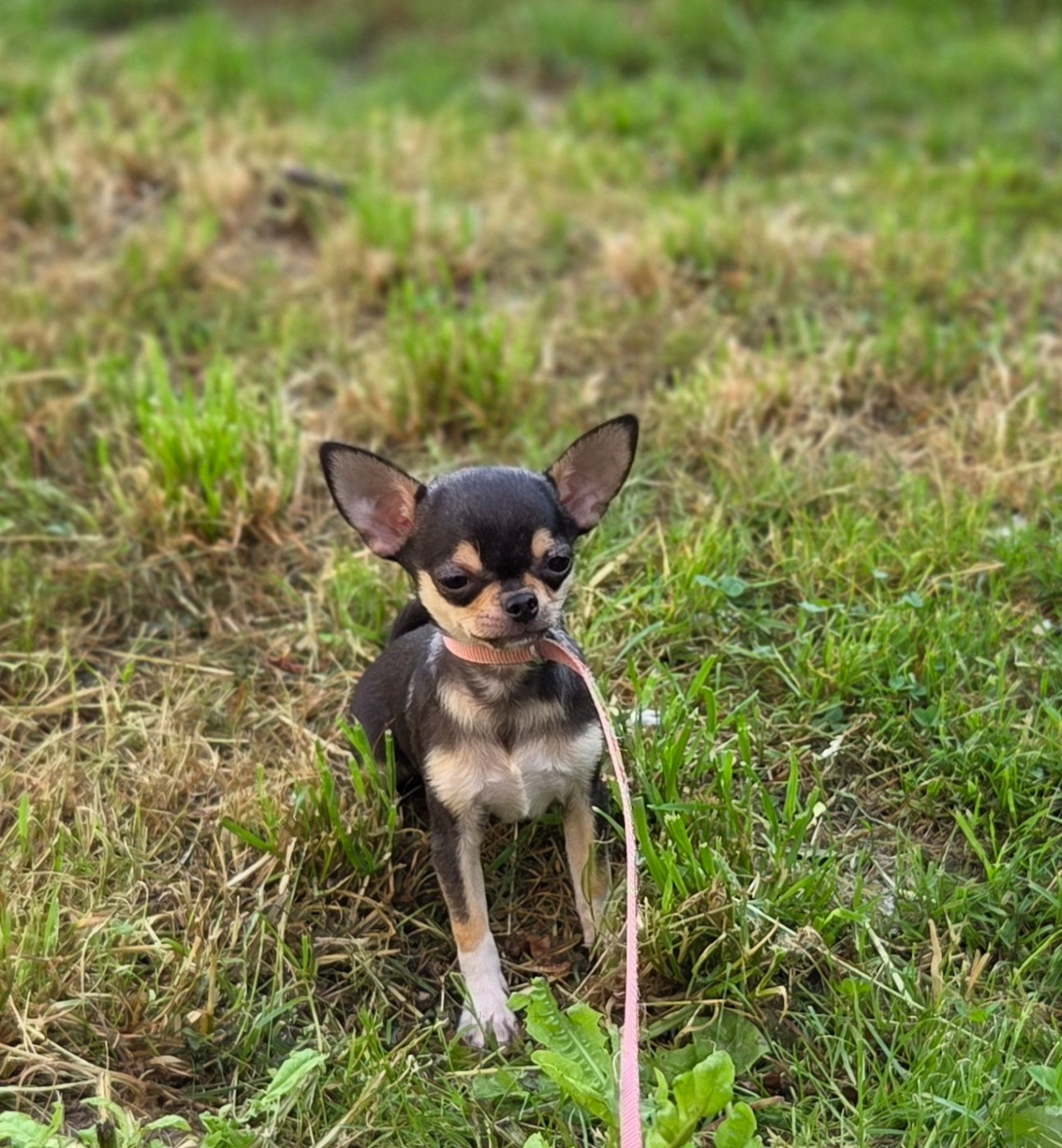 d'oclair des loups - Chiots disponibles - Chihuahua