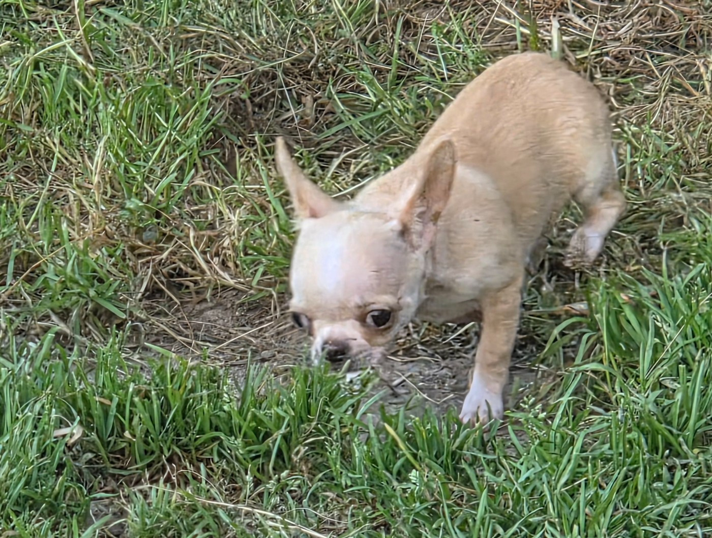 d'oclair des loups - Chiots disponibles - Chihuahua
