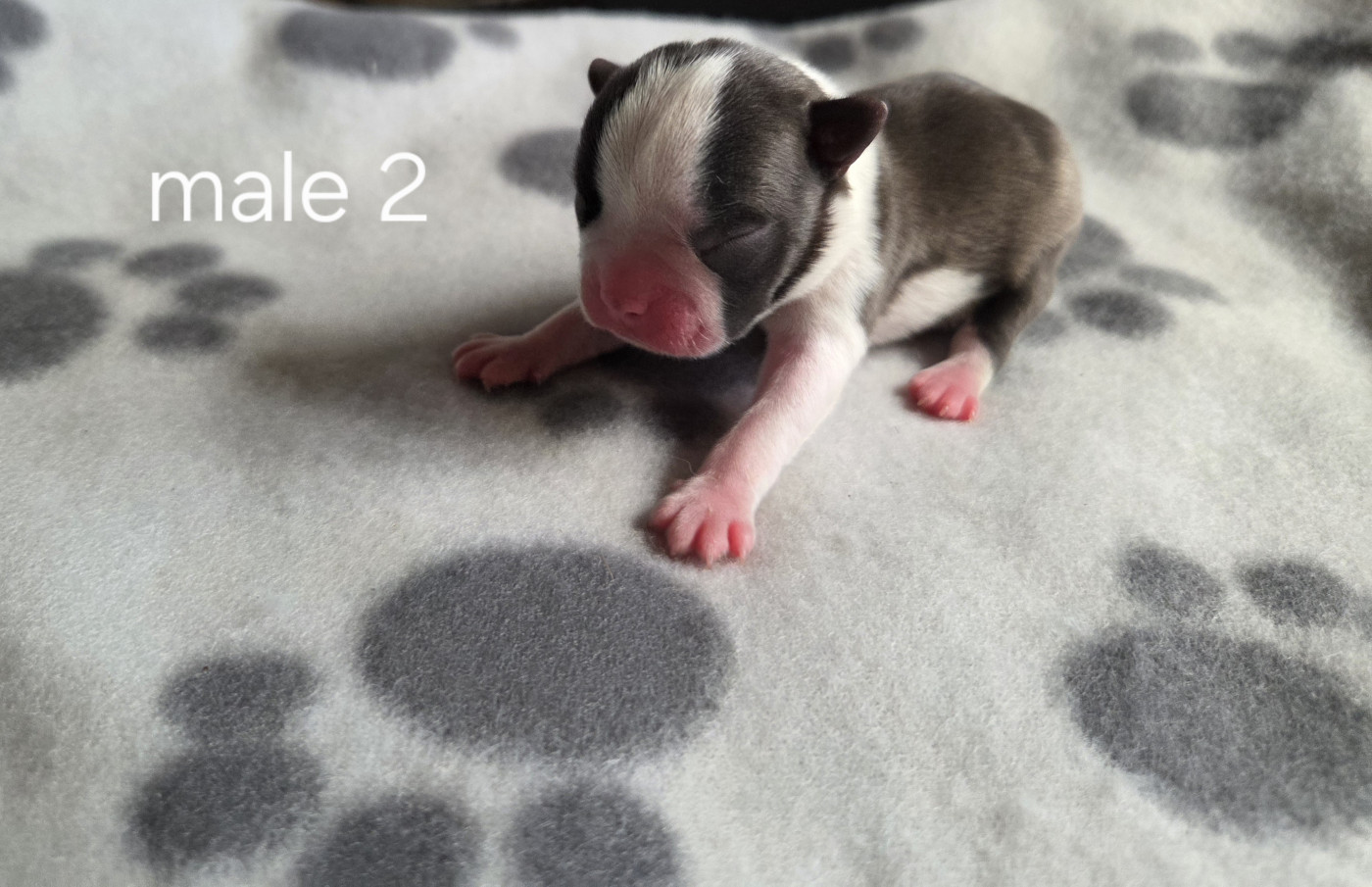d'oclair des loups - Chiots disponibles - Boston Terrier