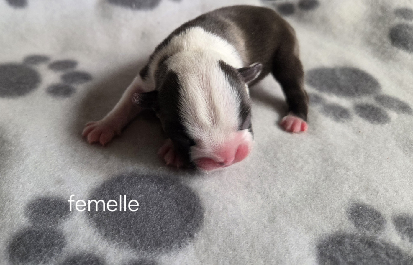 d'oclair des loups - Chiots disponibles - Boston Terrier