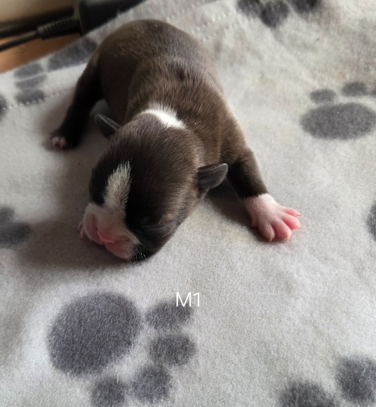 d'oclair des loups - Chiots disponibles - Boston Terrier