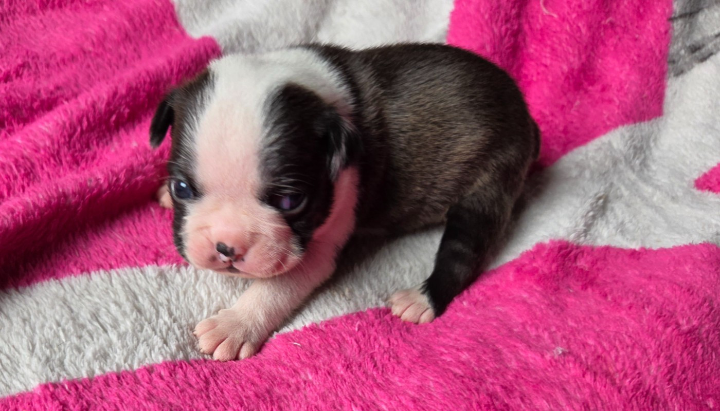 d'oclair des loups - Chiots disponibles - Boston Terrier