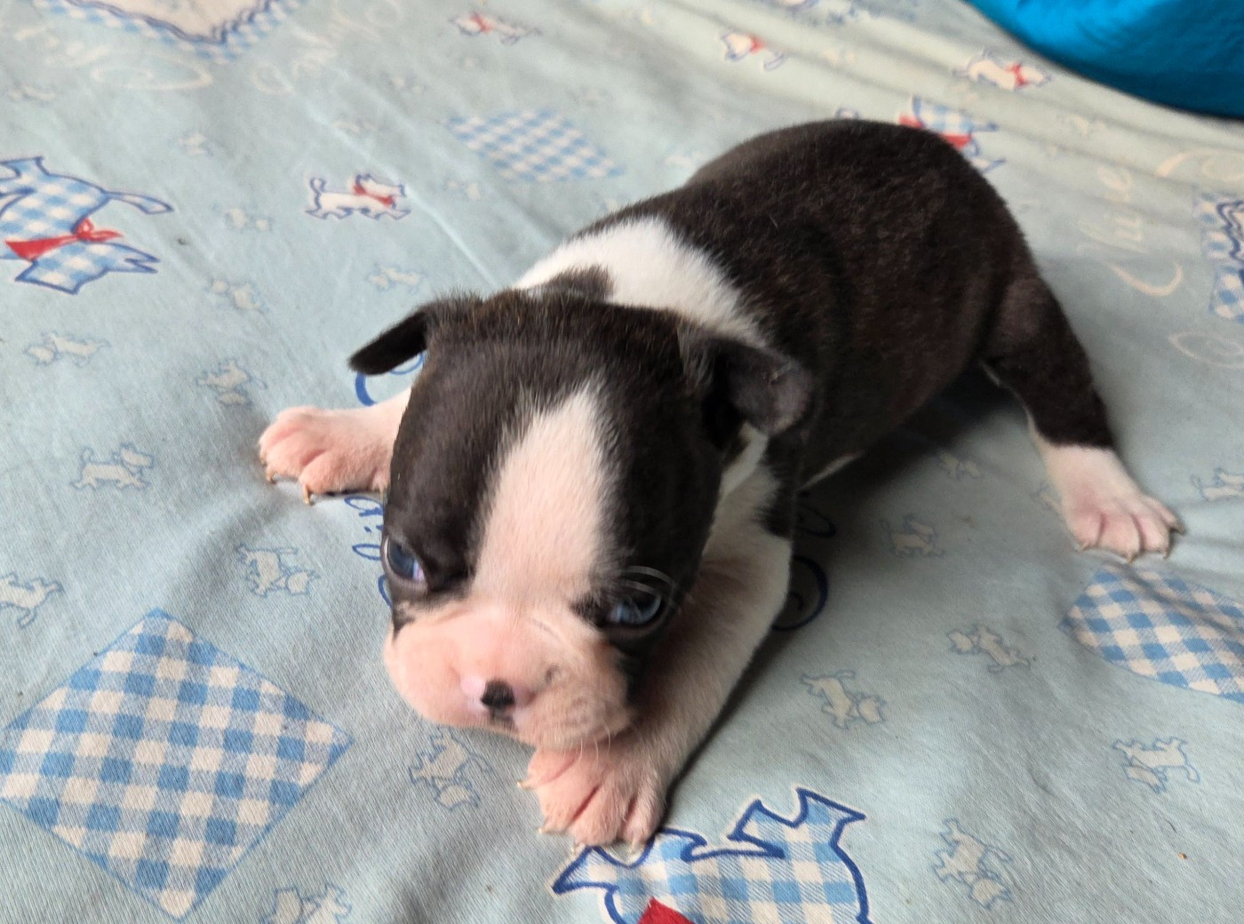 d'oclair des loups - Chiots disponibles - Boston Terrier