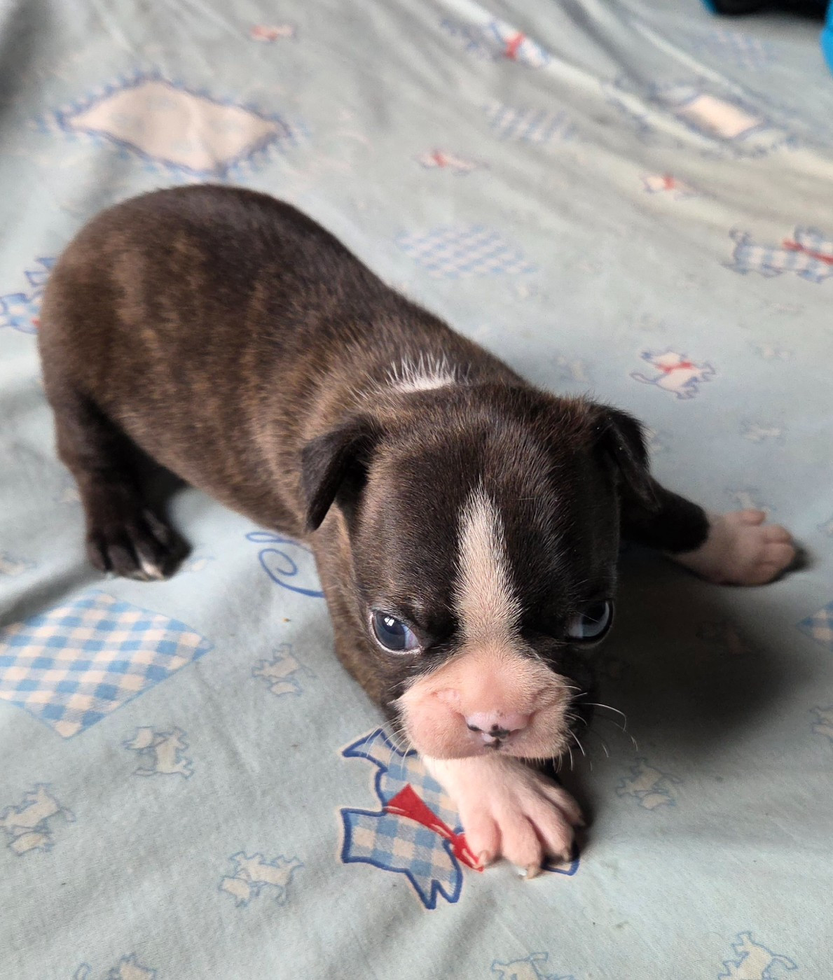 d'oclair des loups - Chiots disponibles - Boston Terrier