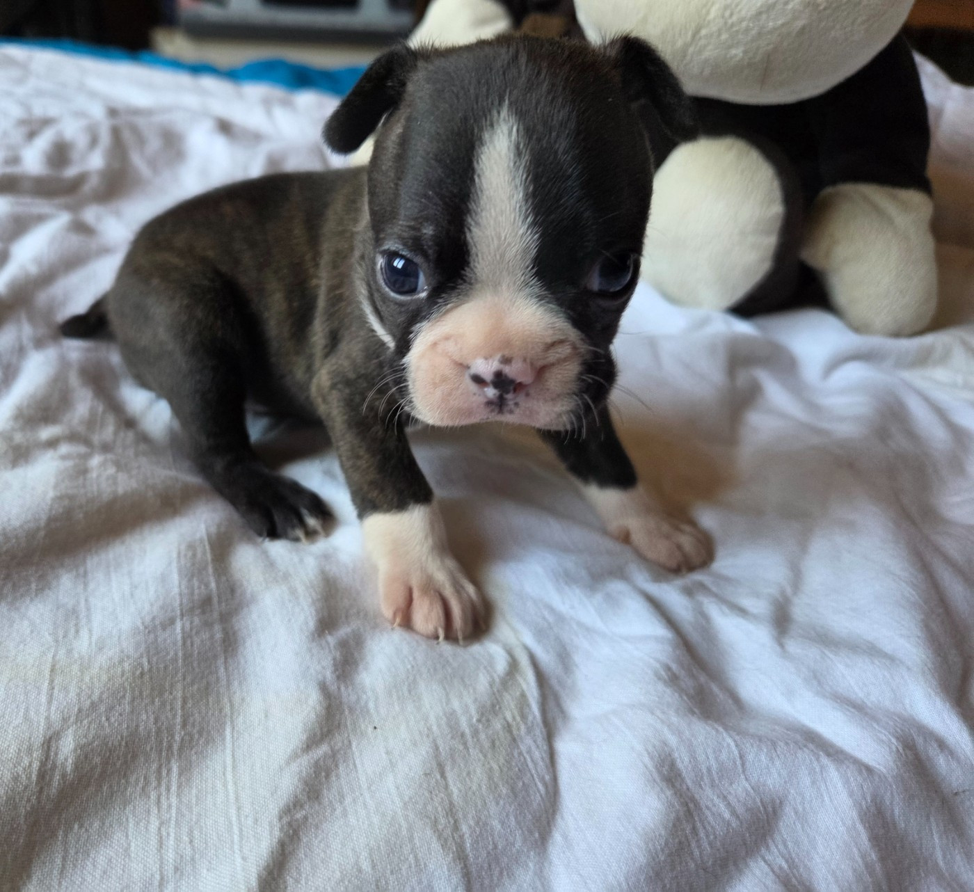 d'oclair des loups - Chiots disponibles - Boston Terrier