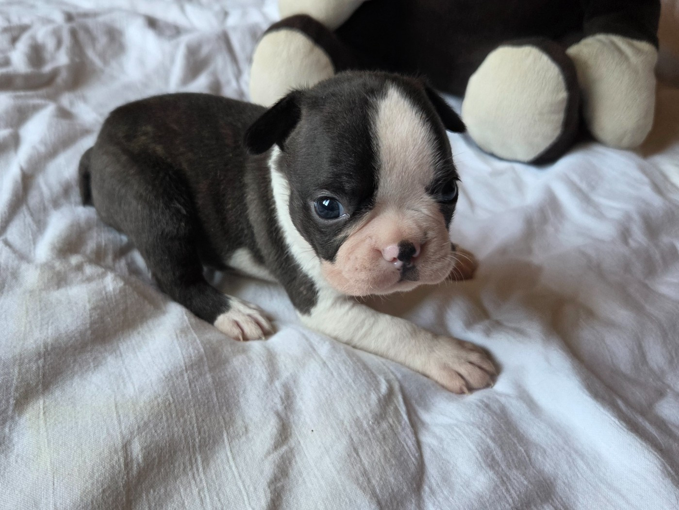 d'oclair des loups - Chiots disponibles - Boston Terrier