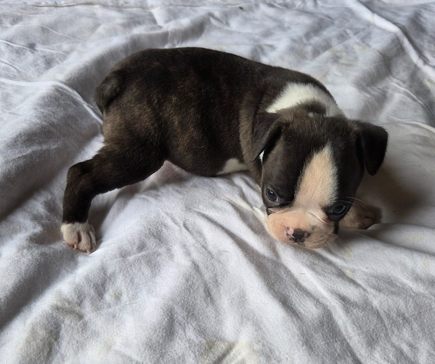 d'oclair des loups - Chiots disponibles - Boston Terrier