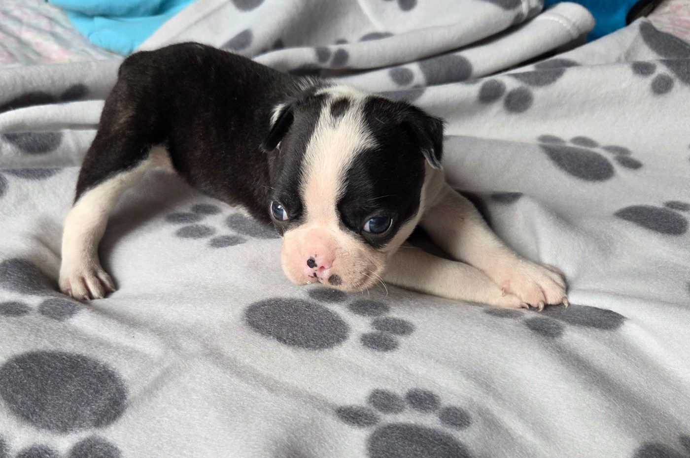 d'oclair des loups - Chiots disponibles - Boston Terrier