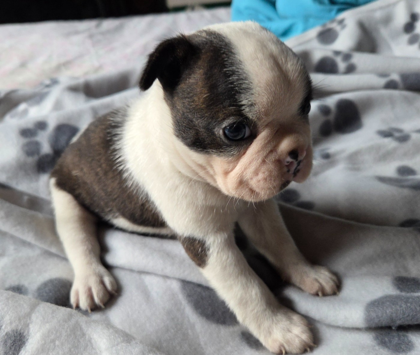 d'oclair des loups - Chiots disponibles - Boston Terrier