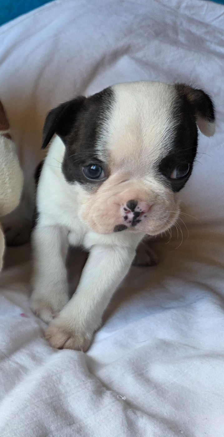 d'oclair des loups - Chiots disponibles - Boston Terrier
