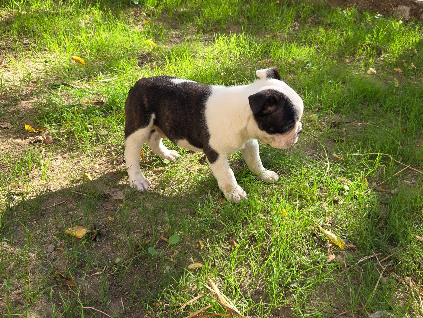 d'oclair des loups - Chiots disponibles - Boston Terrier