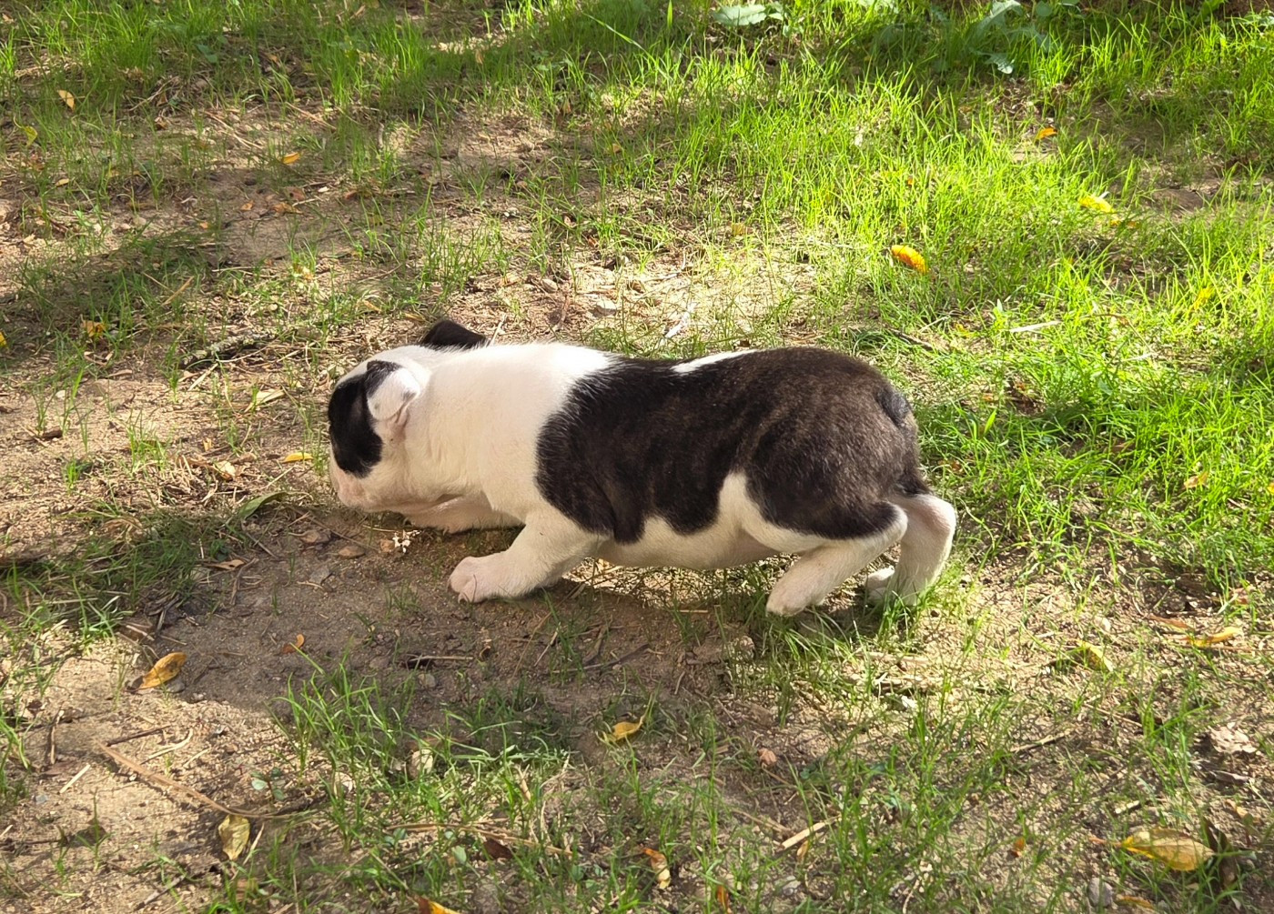 d'oclair des loups - Chiots disponibles - Boston Terrier