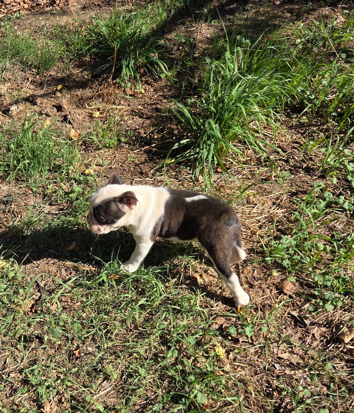 d'oclair des loups - Chiots disponibles - Boston Terrier