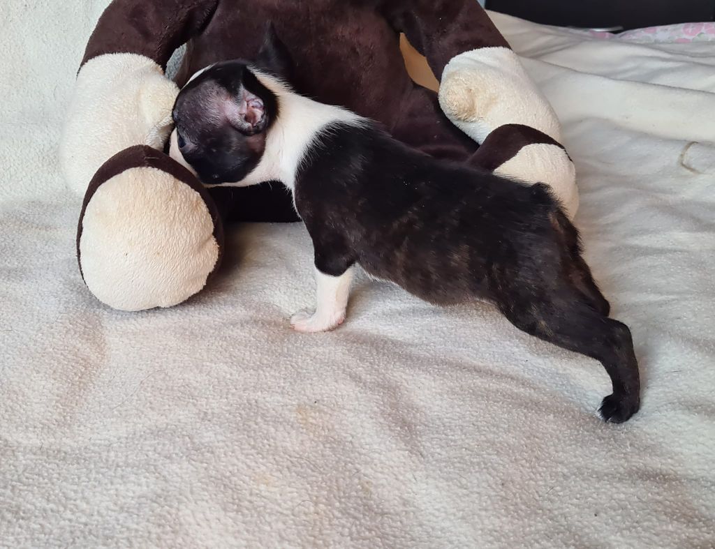 d'oclair des loups - Chiots disponibles - Boston Terrier