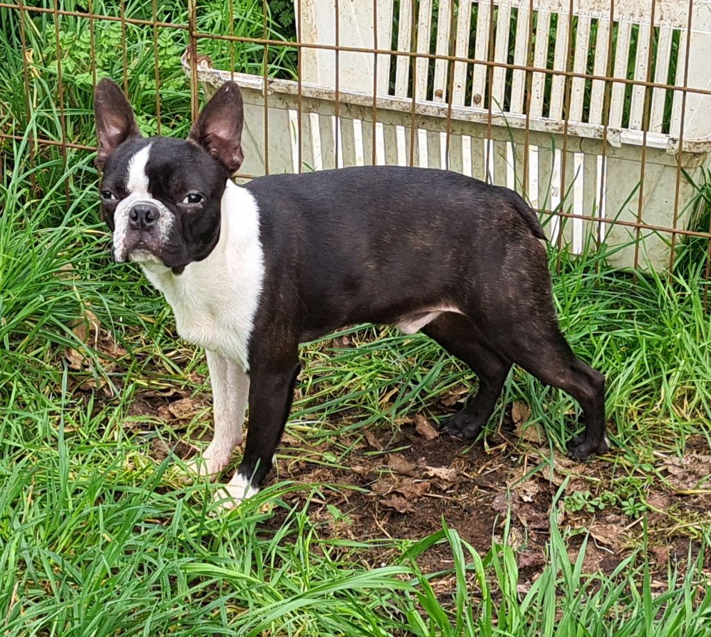 d'oclair des loups - Chiots disponibles - Boston Terrier