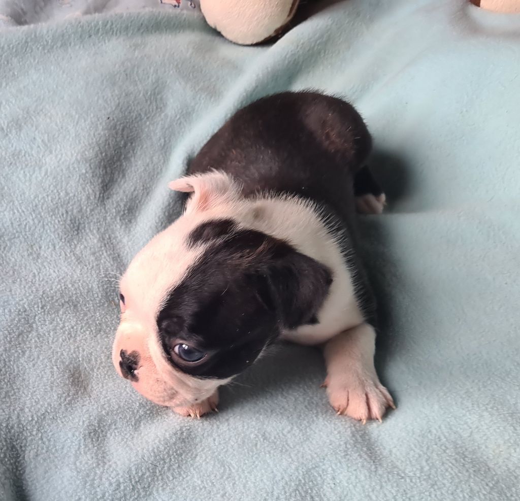 d'oclair des loups - Chiots disponibles - Boston Terrier