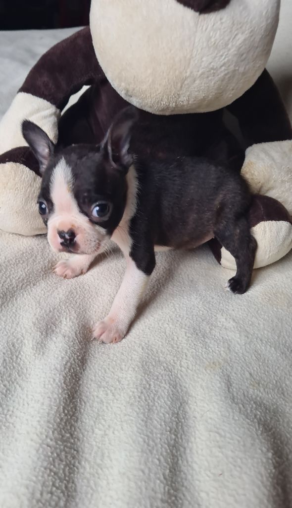 d'oclair des loups - Chiots disponibles - Boston Terrier