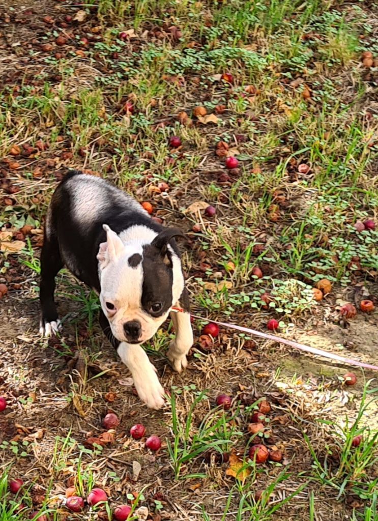 d'oclair des loups - Chiots disponibles - Boston Terrier