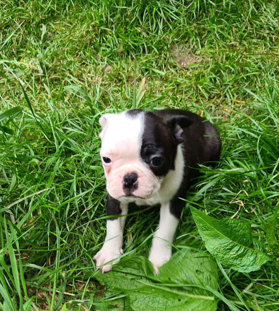 d'oclair des loups - Chiots disponibles - Boston Terrier
