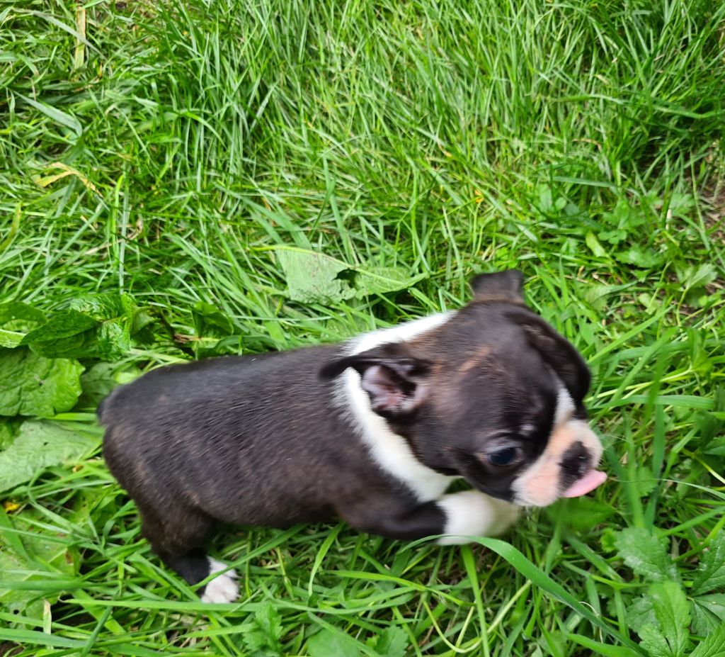 d'oclair des loups - Chiots disponibles - Boston Terrier