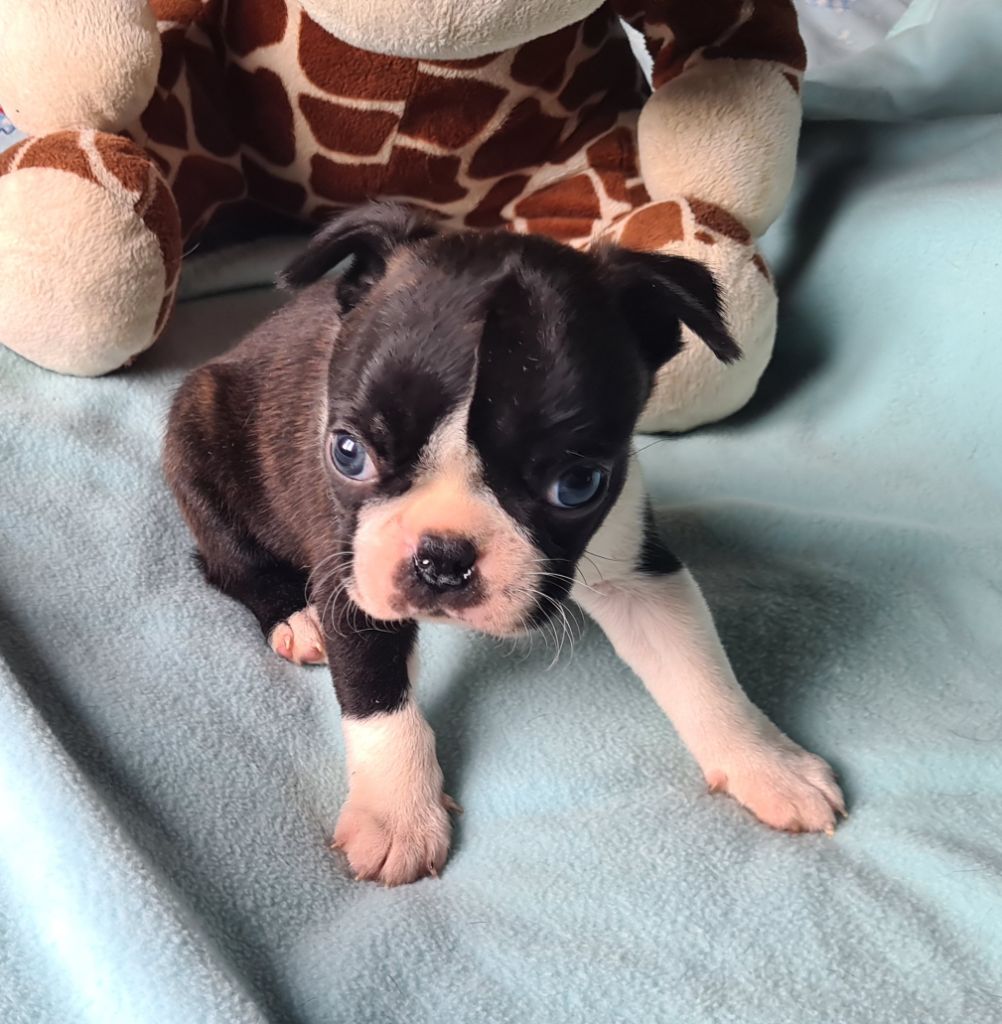 d'oclair des loups - Chiots disponibles - Boston Terrier