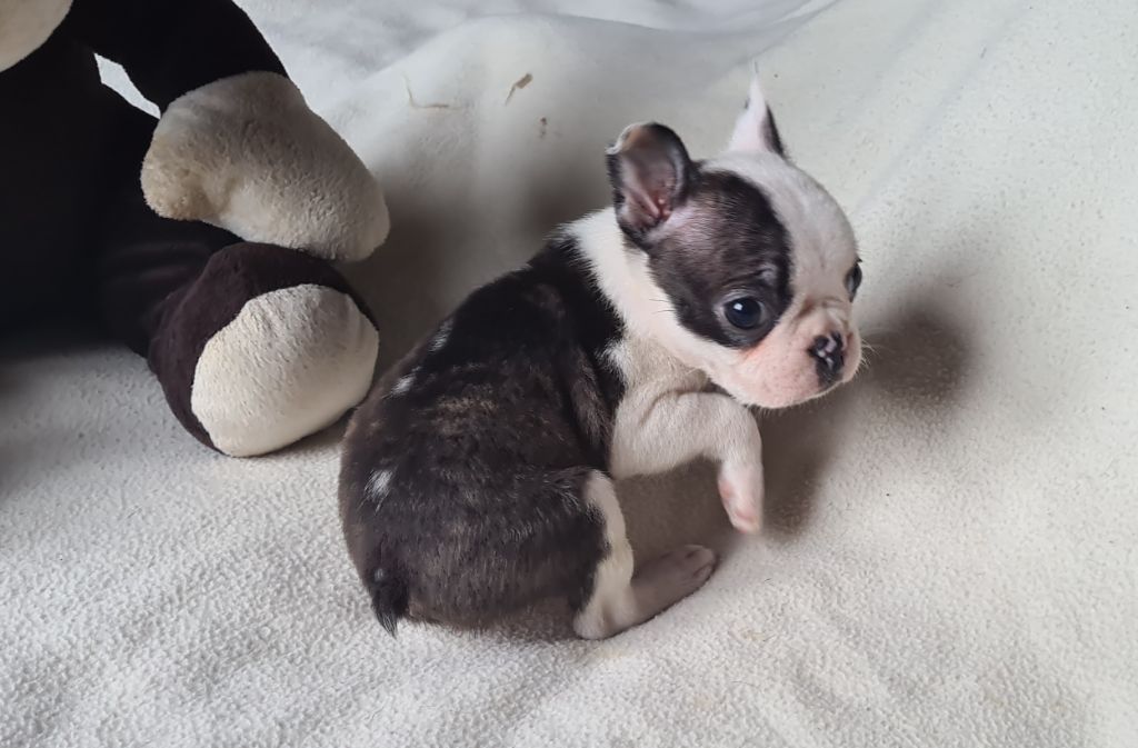 d'oclair des loups - Chiots disponibles - Boston Terrier
