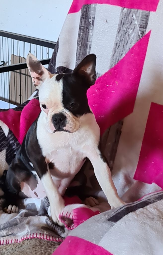 d'oclair des loups - Chiots disponibles - Boston Terrier