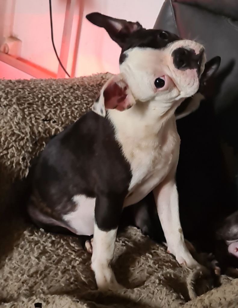 d'oclair des loups - Chiots disponibles - Boston Terrier